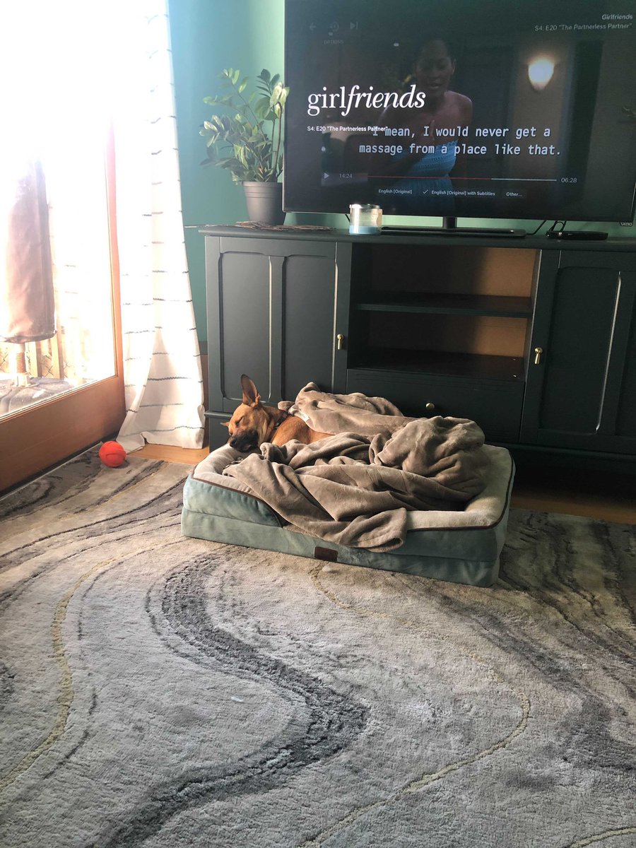 TaraDowdellGrp's tweet photo. Our agency’s lead copywriter and brand manager @itskiap’s dog Juniper is a whole mood #selfcare #DogsofPR https://t.co/RbOqgBkmA2