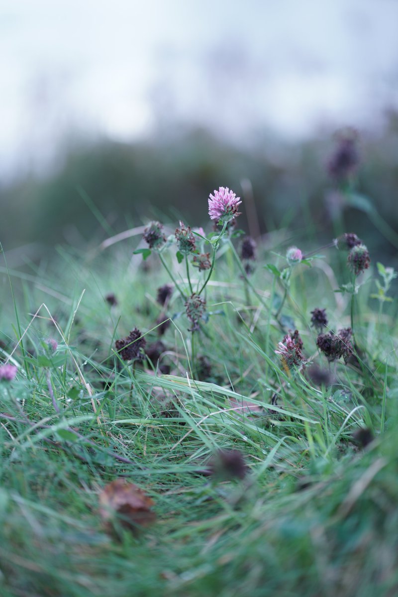 Overcast day at the reservoir
#birdphotography #bird #wildlife #wildlifephotography #sony #nature #NaturePhotography #manchester #TwitterNatureCommunity