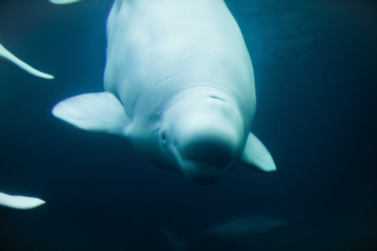 cpawsmb's tweet photo. Can we measure the stress of beluga whales using their snot? That’s what @justinehud and #SnotForScience aims to find out.
Learn more in this blog post: https://t.co/KiaR9pWB74 https://t.co/QlHO4t8PCY
