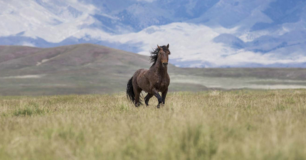 aquenttalent's tweet photo. Michael Alfuso, one of the three recipients of our 2021 Designing For Good grants, will work with the @FreeWildHorses, which fights to ensure the preservation of America's iconic wild horses and burros. https://t.co/GoyVmiON8d
#DesigningForGood #Aquent #DFG https://t.co/zEoDt8Iacr