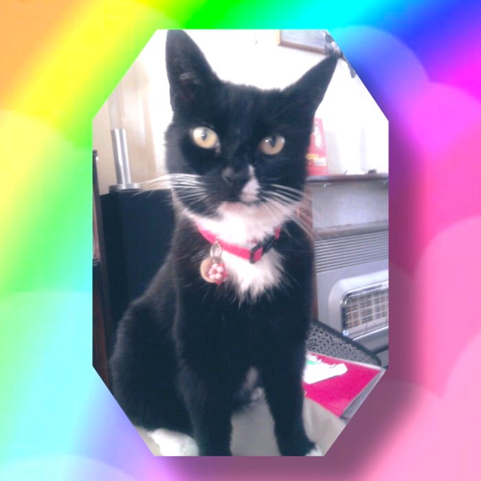 Stanforth Cats (@StanforthCats) / Posts / X