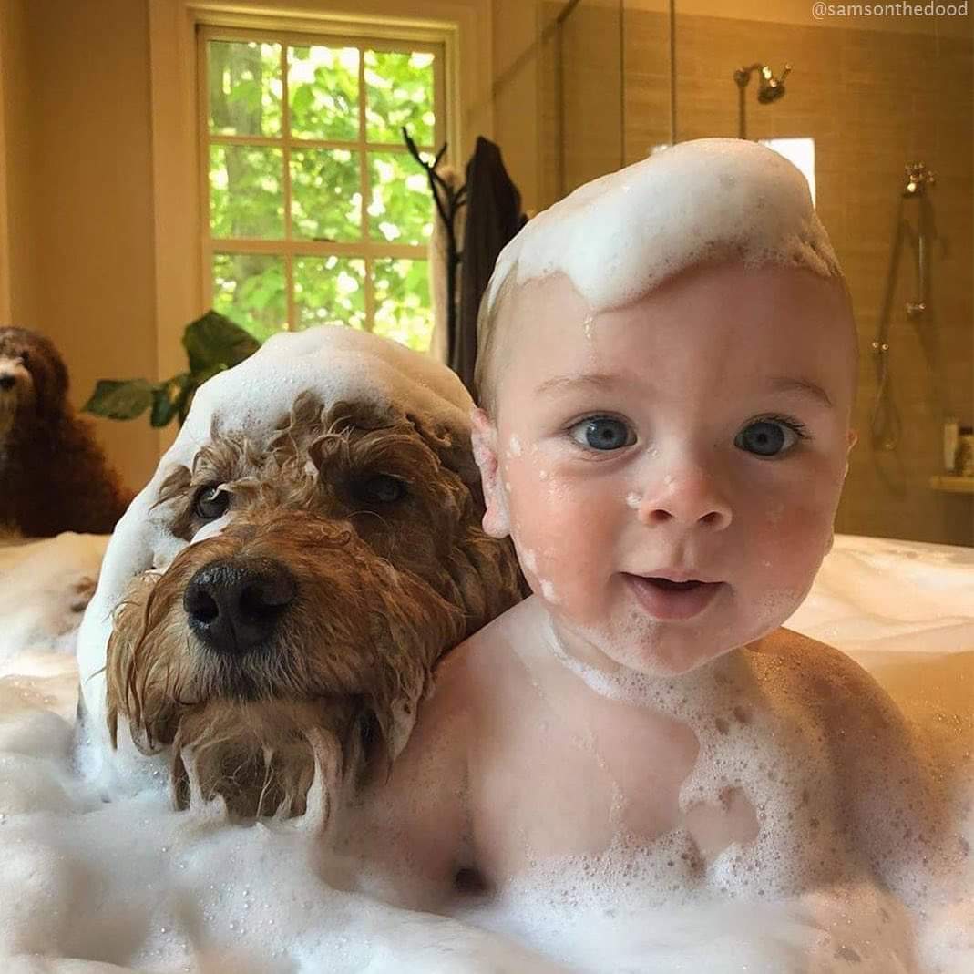 CuteAnimalsSpa1's tweet photo. It doesn’t get any cuter than this! 🛁😍🤩🥰
#BestFriend #awesome #pets #dogsoftwitter #dogs https://t.co/K6PykCHrwe