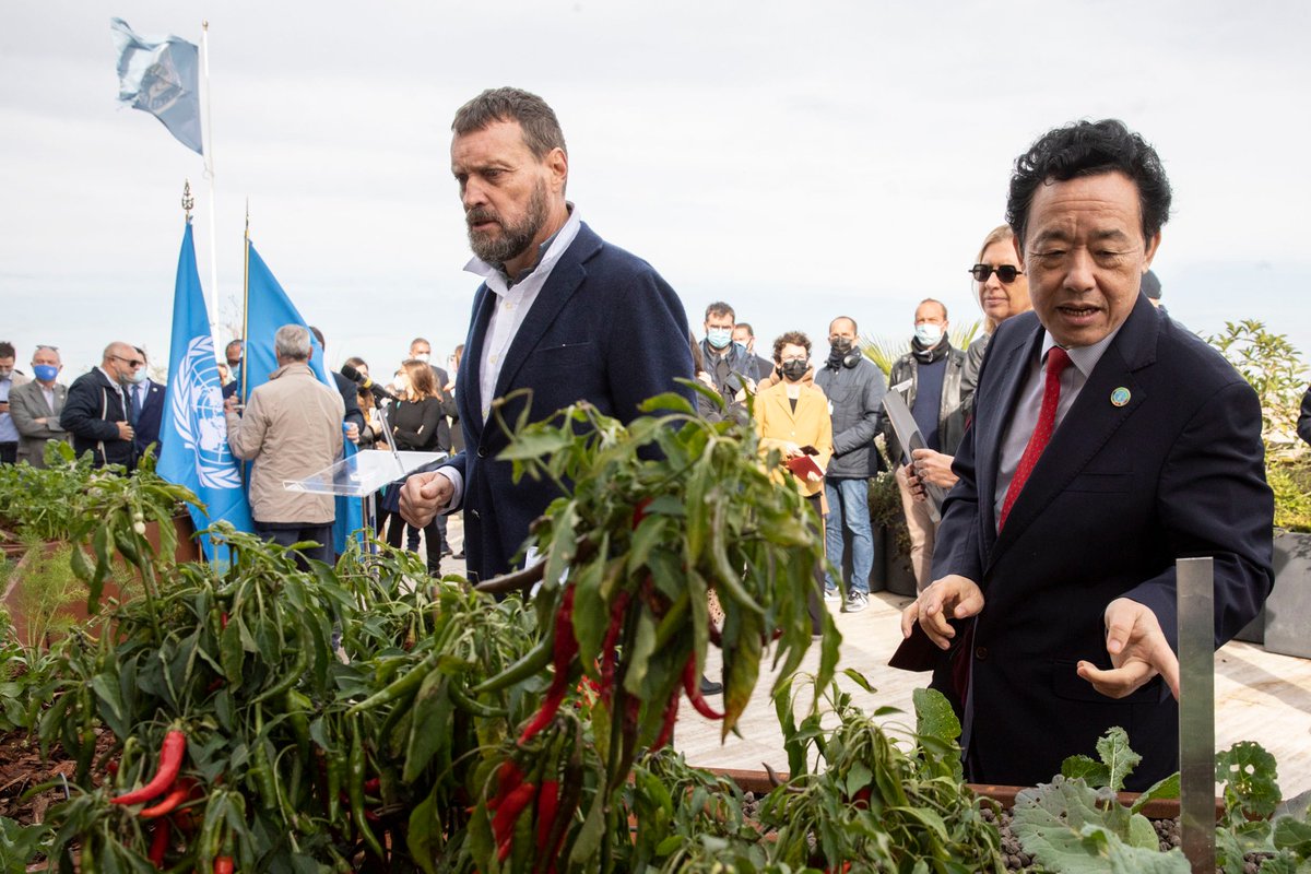 FAO Director-General QU Dongyu (@faodg) on Twitter photo Proud to launch the new rooftop farm at <a href="/FAO/">Food and Agriculture Organization</a> HQ, a prototype that can be replicated in food scarce areas. It shows the potential of innovation & tech to enhance resilient and sustainable agri-#FoodSystems, in line with the work of <a href="/UNmountains/">Mountain Partnership</a> & #GreenCities Initiative. Proud to launch the new rooftop farm at <a href="/FAO/">Food and Agriculture Organization</a> HQ, a prototype that can be replicated in food scarce areas. It shows the potential of innovation & tech to enhance resilient and sustainable agri-#FoodSystems, in line with the work of <a href="/UNmountains/">Mountain Partnership</a> & #GreenCities Initiative.