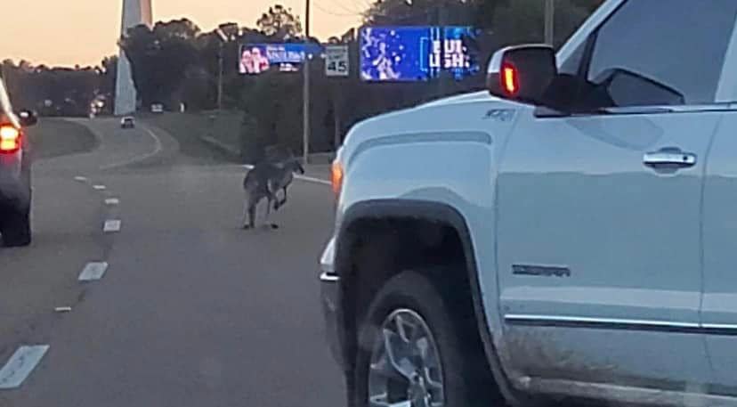 WLBT's tweet image. What?! Someone spotted a kangaroo hopping along I-55 in Madison! 🦘🦘🦘  (📷: Micky Vesa)