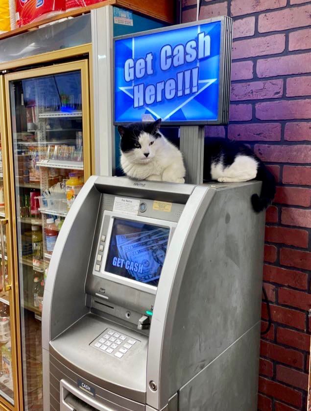 catsfootprint's tweet photo. * get CAT here https://t.co/3ZhLhC3sDN