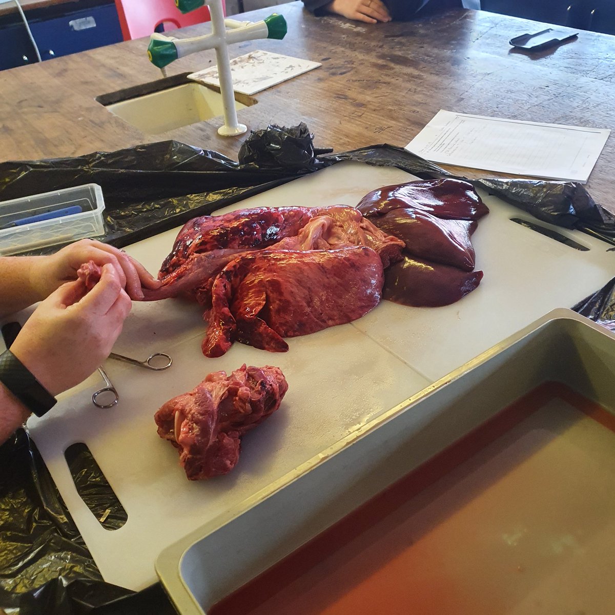knowles_science's tweet photo. Fantastic lesson on the respiratory system today. Kids absolutely loved this and not a single one had to leave feeling queasy! Massive thanks to @chrisHbutcher for the lung pluck!!! https://t.co/4jRvKKYUsl