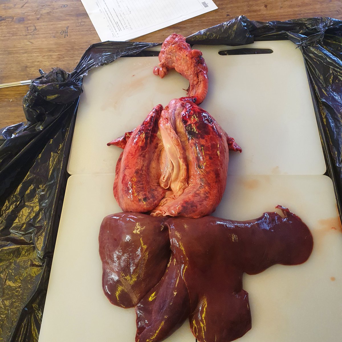 knowles_science's tweet photo. Fantastic lesson on the respiratory system today. Kids absolutely loved this and not a single one had to leave feeling queasy! Massive thanks to @chrisHbutcher for the lung pluck!!! https://t.co/4jRvKKYUsl