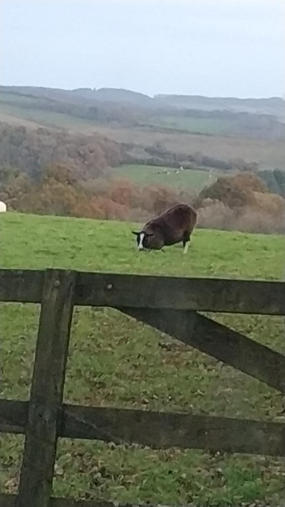 Devon sheep have all the brains.
#lifehack #eatinglifehack

Either that or it's waiting for <a href="/MotoNutJob/">Dogknob1</a>