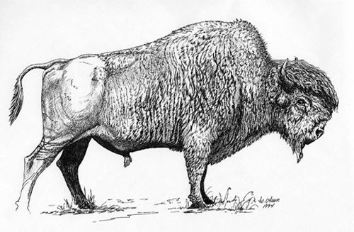 MSESInc's tweet photo. Alberta has officially designated Wood bison as a wildlife species...read our newest blog post to see what this means for the species!
#woodbison #alberta #conservation 
https://t.co/6A5Gg793Mv https://t.co/9TU0IQ1Mos