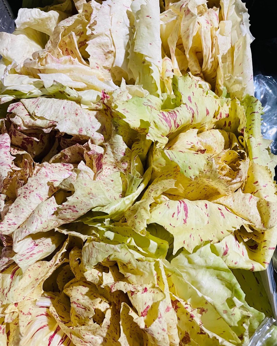 Beautiful castel franco and trevise in today from Italy. These bitter leaves are a fantastic addition to your winter salads. #wintersalads