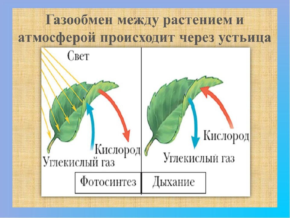 Что дышит у растений