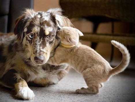 kitty hug 🐱💓🐶 #연준 #YEONJUN #이거연준 <a href="/TXT_members/">TOMORROW X TOGETHER</a>