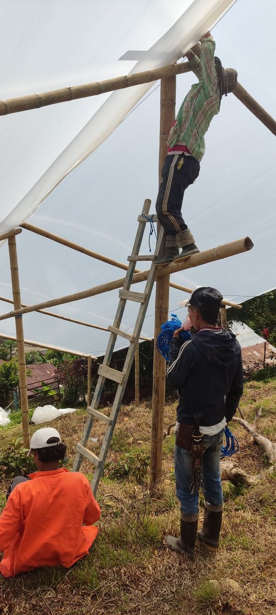 ASPAZDEICO1's tweet photo. Consolidación de 125 invernaderos y unidades productivas, de nuestro proyecto huertos productivos para la paz, Venecia ha familias víctimas y vulnerables del conflicto armado en Briceño Antioquia , La PAZ territorial un compromiso de todos, Más desarrollo productivo y social. https://t.co/mSI8XiHLtf
