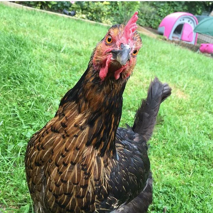 HamiltonsHens's tweet photo. On the 11th December in #Essex we are rehoming some black rock hens like Florence and Mary here. They have lived in a barn so the weather won't be as much of a shock to them as the caged girls. Please book in with @BHWTOfficial so none go to slaughter. https://t.co/c42c2uCAuF