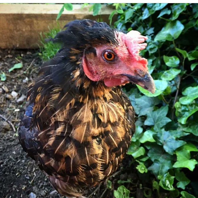 HamiltonsHens's tweet photo. On the 11th December in #Essex we are rehoming some black rock hens like Florence and Mary here. They have lived in a barn so the weather won't be as much of a shock to them as the caged girls. Please book in with @BHWTOfficial so none go to slaughter. https://t.co/c42c2uCAuF