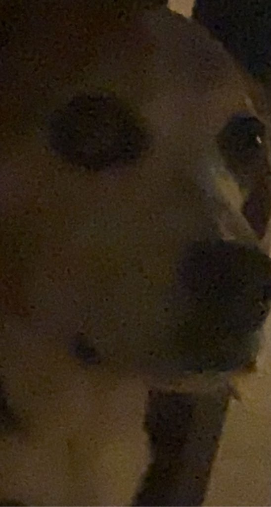 milocantgivhead's tweet photo. The new gort? #letmeknowinthecomments https://t.co/vnQXyPJxSM