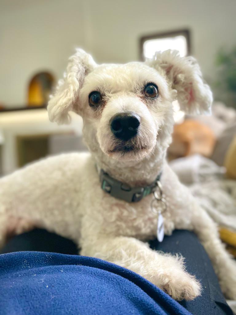 iswmp's tweet photo. Itβs the curly coat and bunny ears for us. π₯° Good morning from Lenny!
#adoptme #rescue #iswmp https://t.co/SN3dgDh7jE
