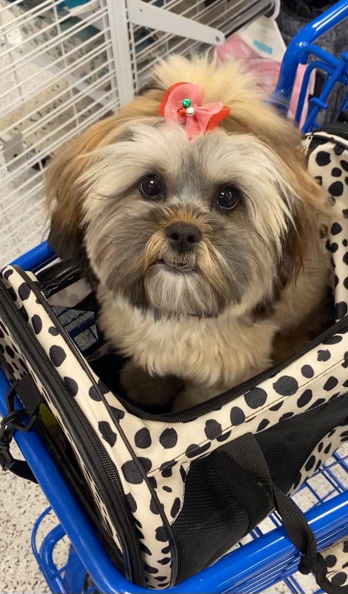 Zain 🕺 tweet media