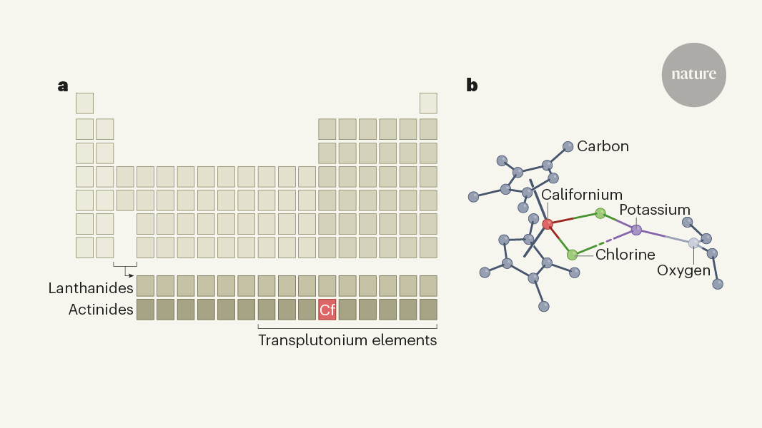 NatureNV's tweet photo. The structural characterization of a californium-carbon bond opens up questions about the electronic structure of the transplutonium elements - reported in this great N&amp;V by @jenchem_ and @Storms_LaPierre @f_orbitals (For subscribers)
https://t.co/G3t7iGczCb https://t.co/jxktQPLDJP
