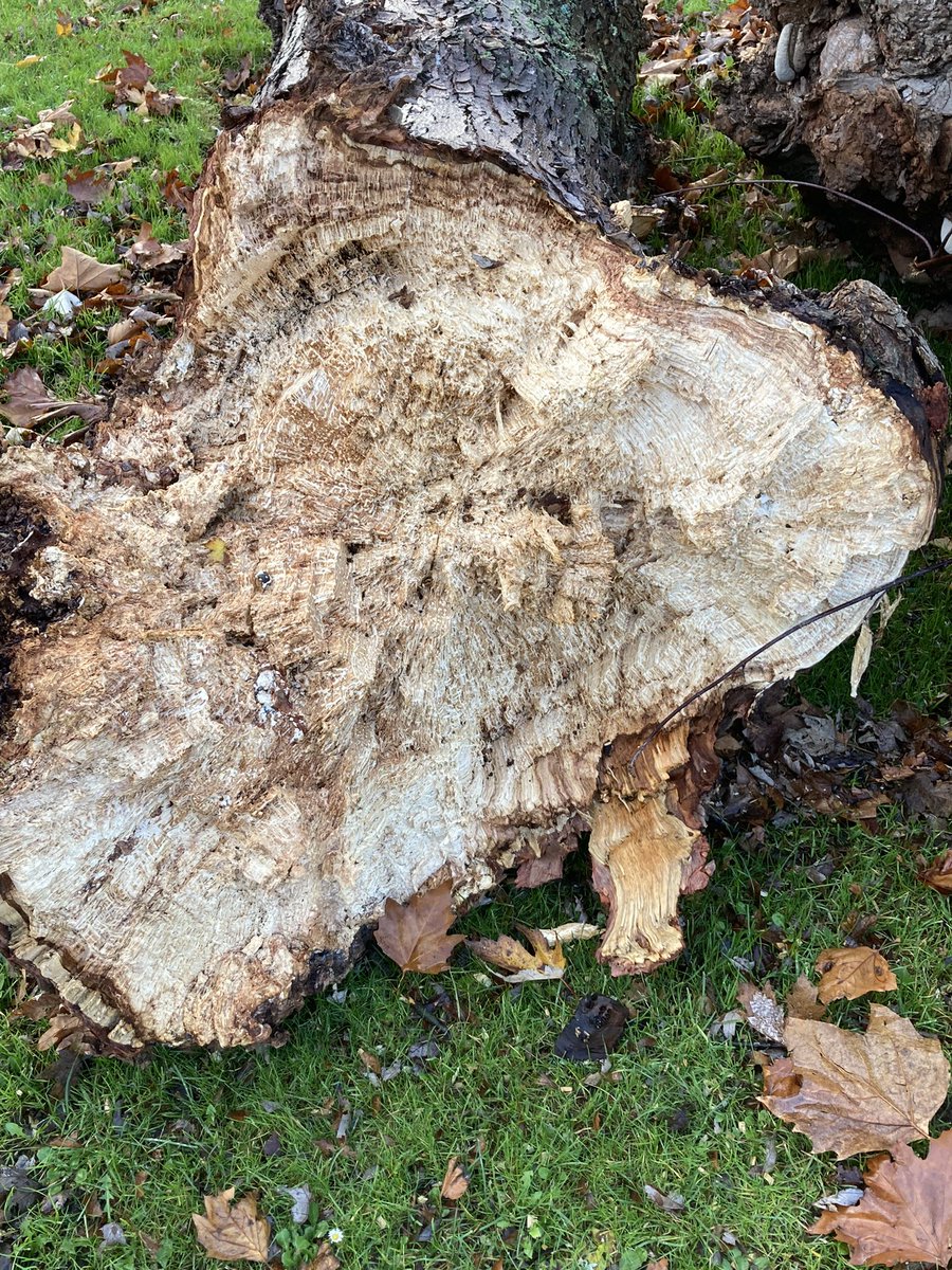 Jan Willems tweet media