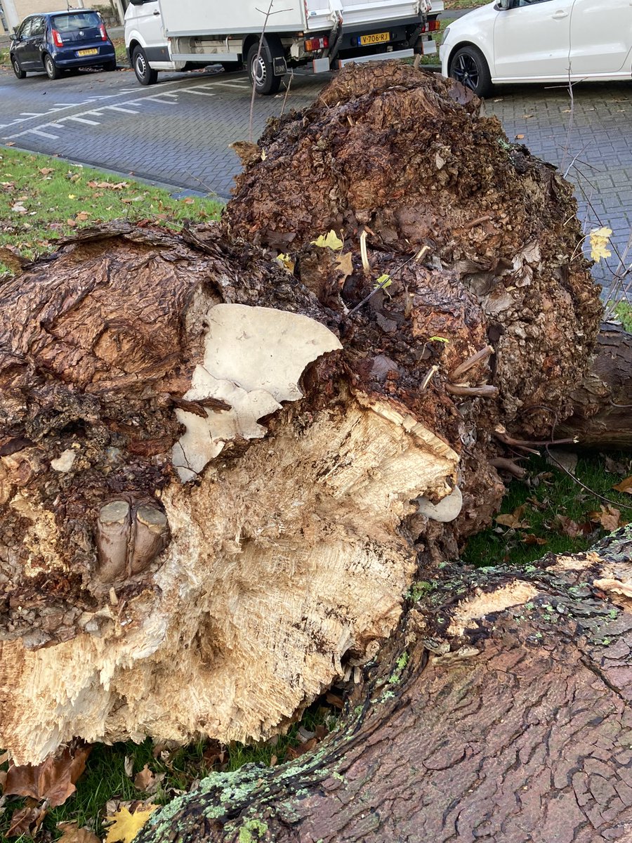 Jan Willems tweet media