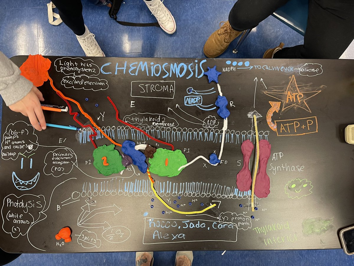 wernerbiology's tweet photo. AP Biology created models and then explained the process of chemiosmosis in the light dependent reactions of photosynthesis. @IHSBucPride @Interboro_SD https://t.co/dyUfSCI5Wn