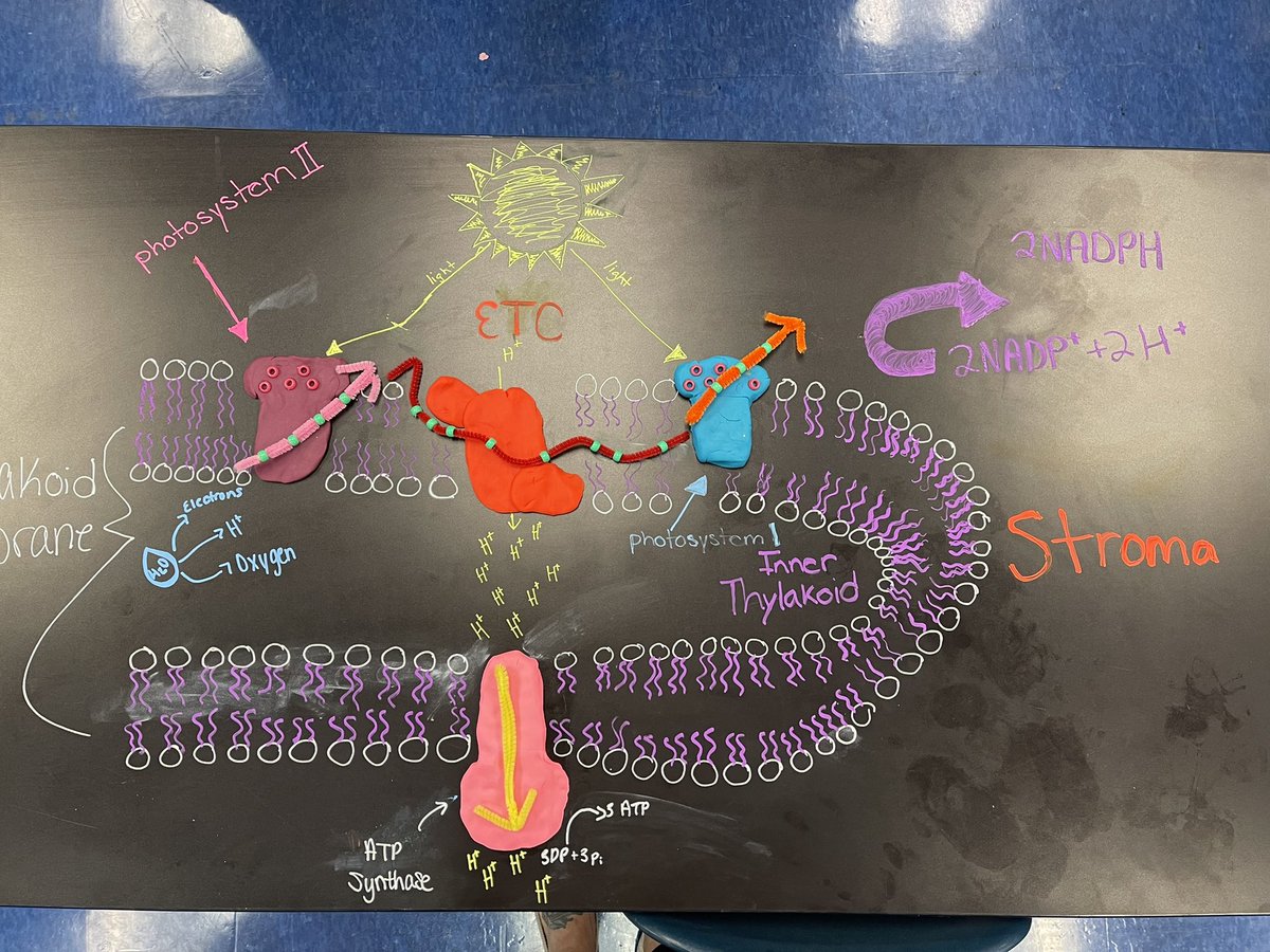wernerbiology's tweet photo. AP Biology created models and then explained the process of chemiosmosis in the light dependent reactions of photosynthesis. @IHSBucPride @Interboro_SD https://t.co/dyUfSCI5Wn