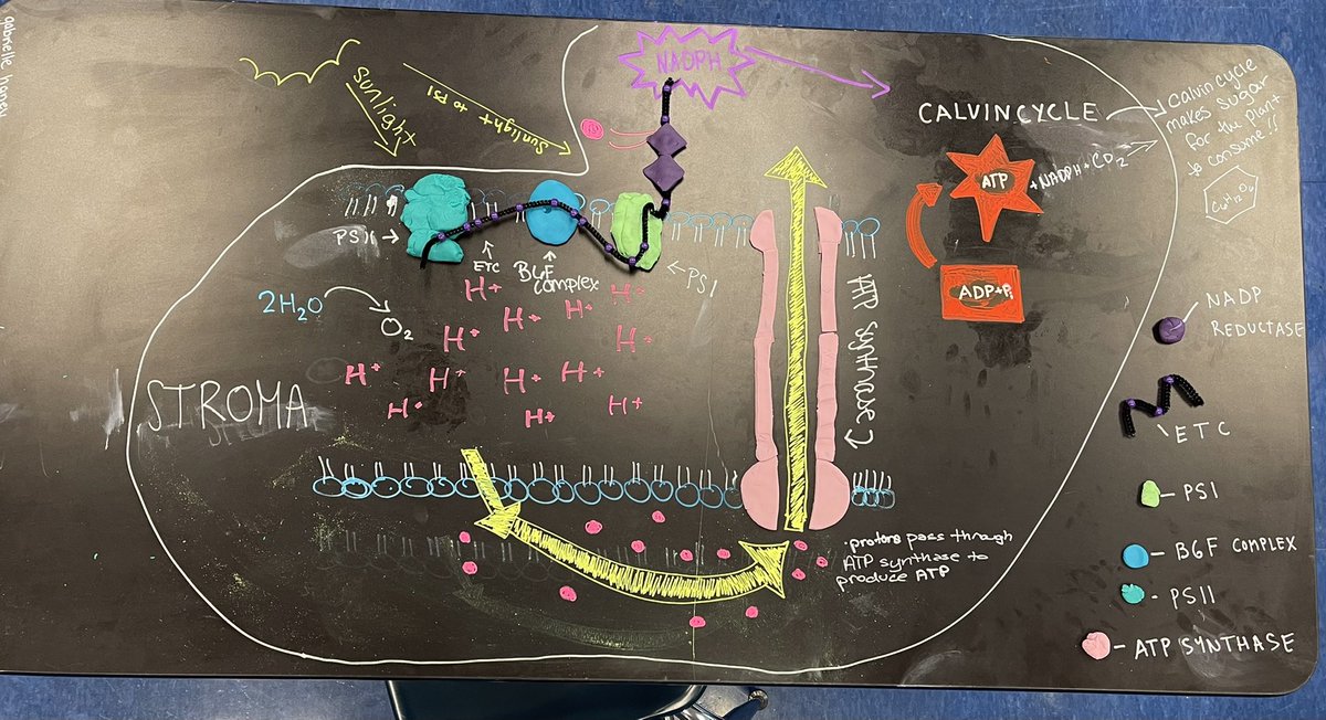 AP Biology created models and then explained the process of chemiosmosis in the light dependent reactions of photosynthesis. @IHSBucPride @Interboro_SD