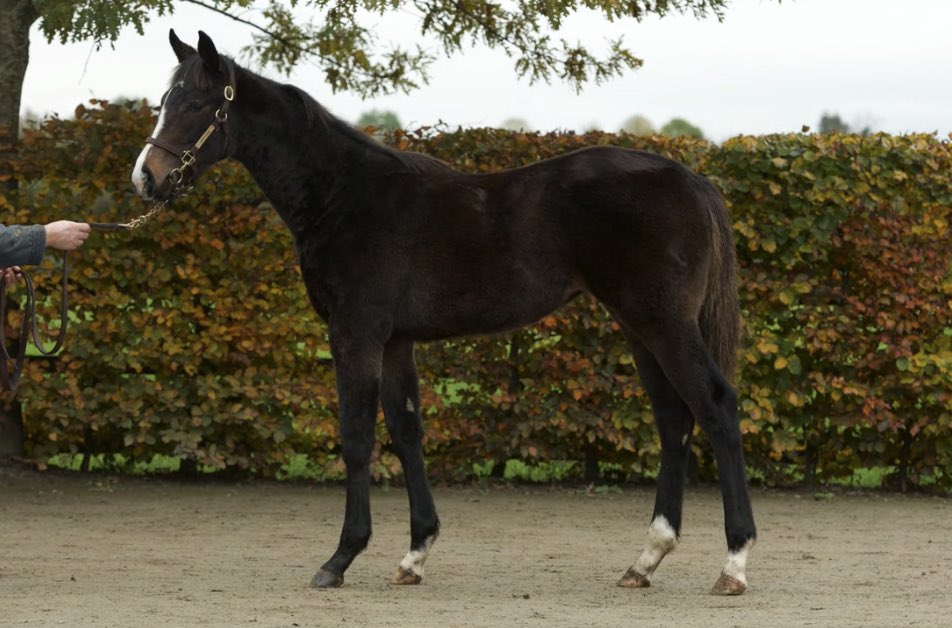 Strong, beautiful filly from <a href="/TheCastlebridge/">The Castlebridge Consignment</a> by <a href="/coolmorestud/">Coolmore</a>  Ten Sovereigns purchased with <a href="/YorkStutteri/">York Stutteri</a> on behalf of The JC Organization. Lot 674 <a href="/Goffs1866/">Goffs</a> #NovemberFoals 🍀