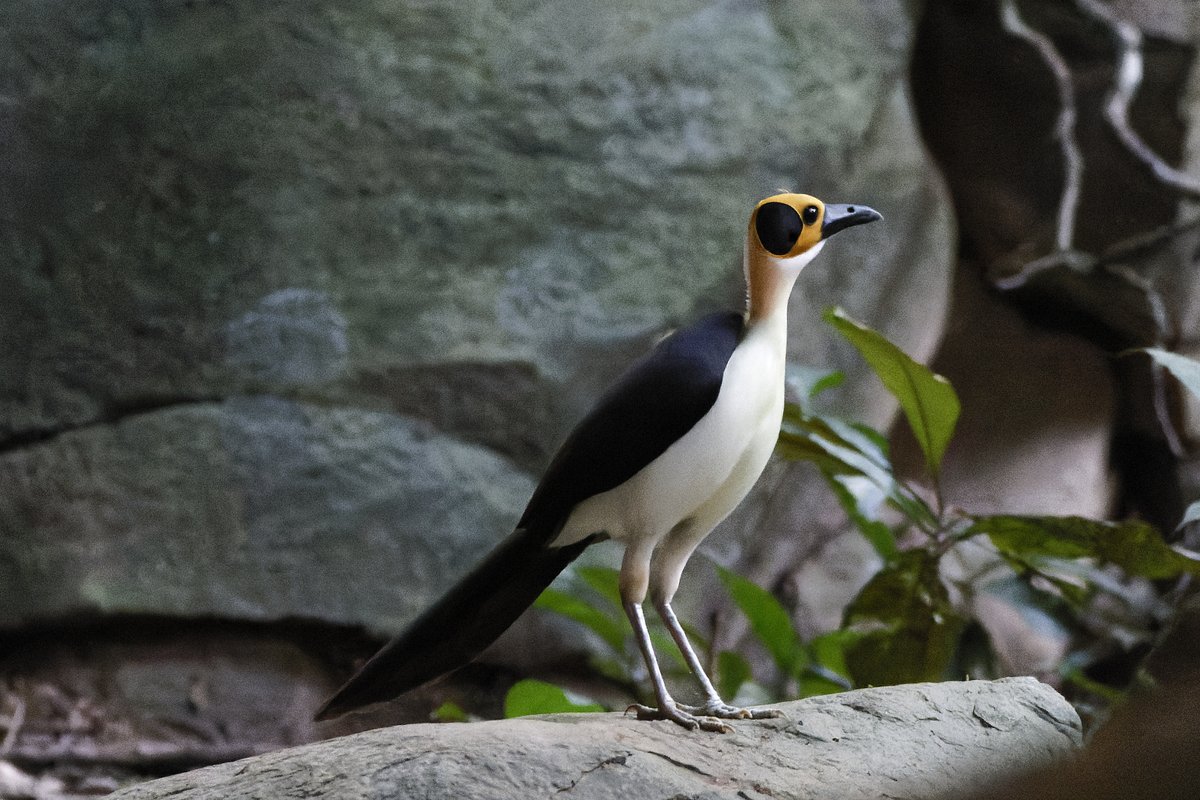 Definitely one of the strangest looking and most amusing birds I have ever seen. Yellow-headed Picathartes from last week in Ghana.