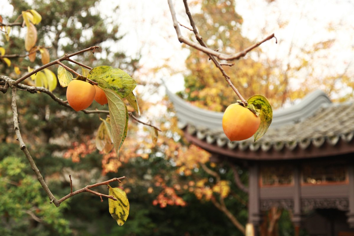 chinesegarden's tweet photo. Do you know the virtues of the persimmon? Over the last two thousand years, hundreds of varieties of persimmon have been developed in China. Mostly grown in orchards in Northern China as early as the Han dynasty (202BCE – 220CE), it has commonly been planted in temple grounds 1/? https://t.co/bFrKgC8Y9B