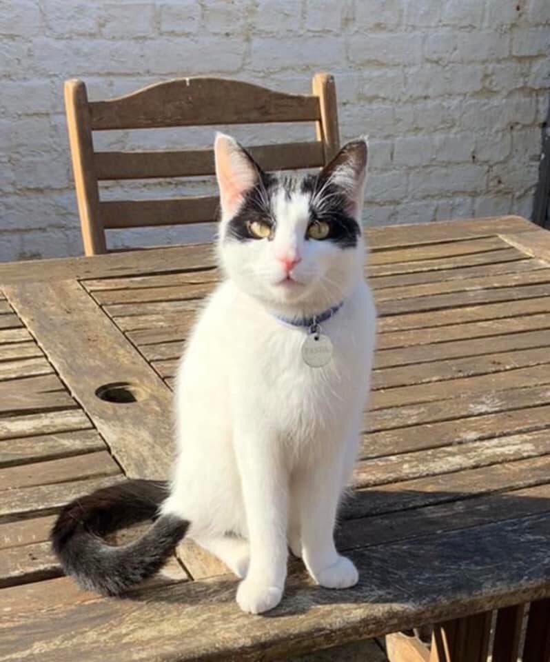 reggiemollieros's tweet photo. LOST CAT Panda is lost from Grenfell Road CR4 near Tooting over ground station any sightings much appreciated. White with black markings. Chipped and neutered. https://t.co/Ii29lFHd9r thank you https://t.co/HDBKlUJdZ0