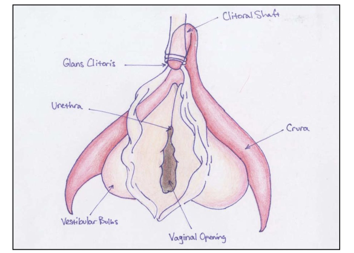 bisc_mi's tweet photo. Currently relearning about genitalia of many genders from Diana Groener, a Licensed Professional Counselor. It’s important to unlearn and relearn because terms around gender and sexuality are ever evolving. #Sex #Sexuality #SexualHealth #BISCMI #DiverseSex #SexualIdentity https://t.co/N8Poj5k6d4
