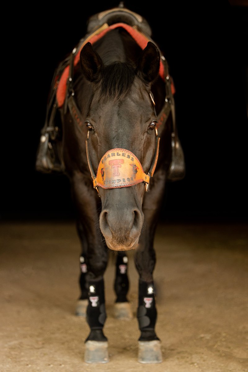 TTUAlumniAssoc's tweet photo. What a ride Fearless Champion🖤

It’s hard to believe that after 10 years Fearless will make his final run in the Jones AT&amp;T Stadium this Saturday. He has truly lived up to his name serving the university for a decade! https://t.co/ZUoqBcH4ro