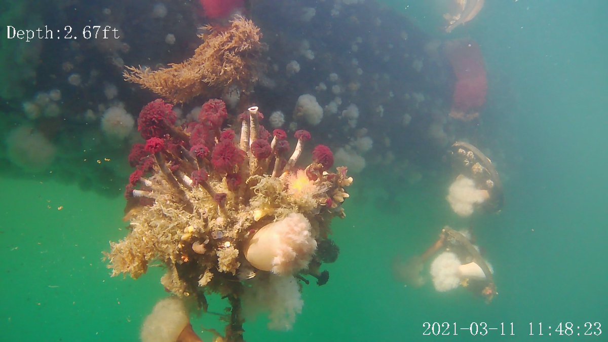 BamfieldMSC's tweet image. Calling all teachers! 
Bring your students underneath the waves of the Pacific ocean!

#BMSCLive is offering a &quot;Life Under the Docks&quot; virtual field trip on Nov. 19 - 11:00 am PT. Dive beneath the surface with us!

Details: bit.ly/BMSCLive