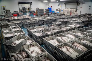 NewlynFishing's tweet photo. Yet Another Large #MixVariety of #FreshCornish Now arriving for Thursday #NewlynMktAuction as #Trawler ‘StGeorges’ lands #CornishSole’ Monkfish’ Dover:Lemon Sole’ Plaice’ ect!..With #Netter ‘OceanPride’ offering increasingly popular #CornishPollack @NFF_fishmongers @Cornishfpo https://t.co/BAhDJX72oh