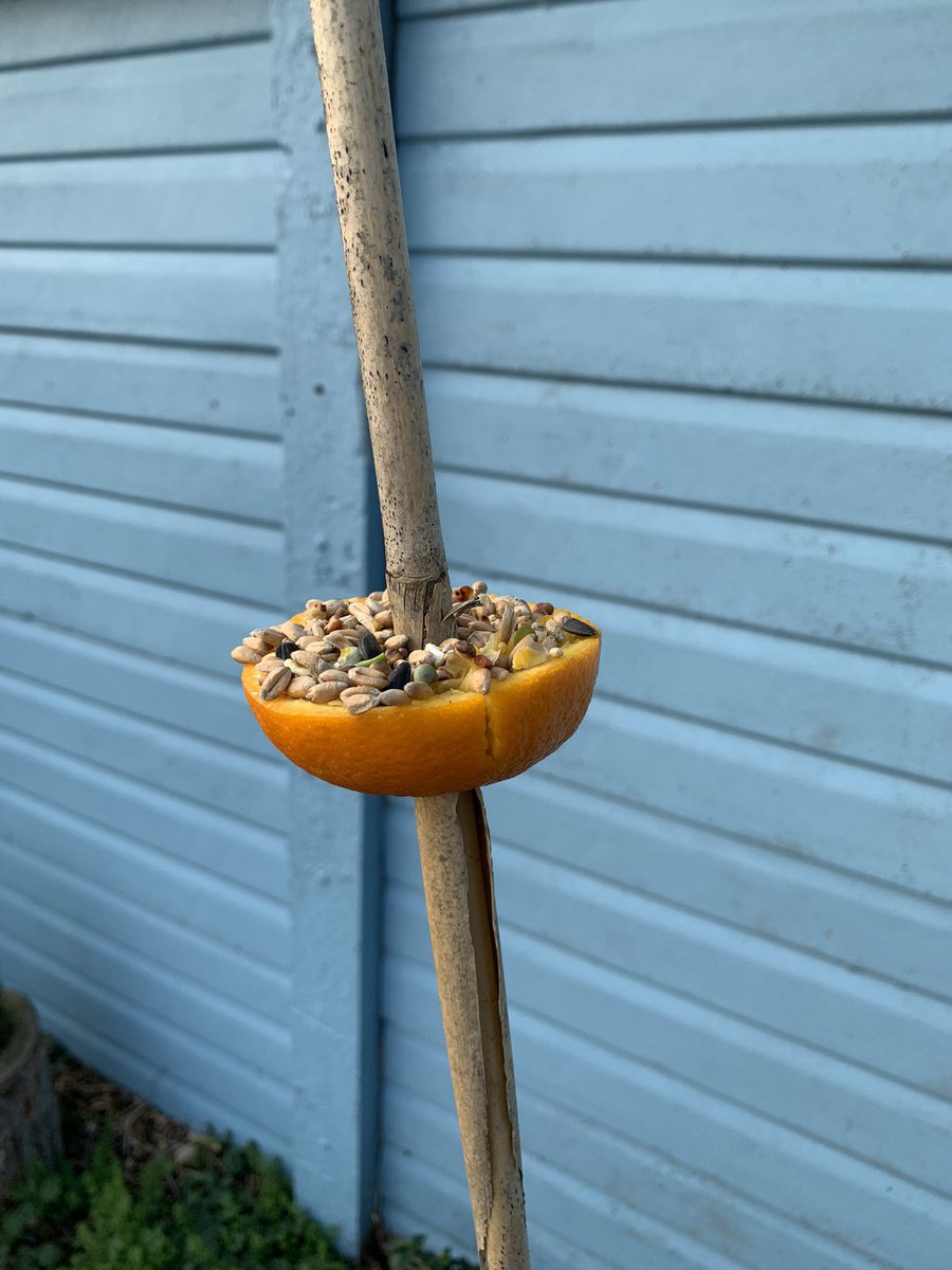 Some excellent bird feeders made out of orange peels- the students also had a great time eating the oranges! #compostable #birdistheword
