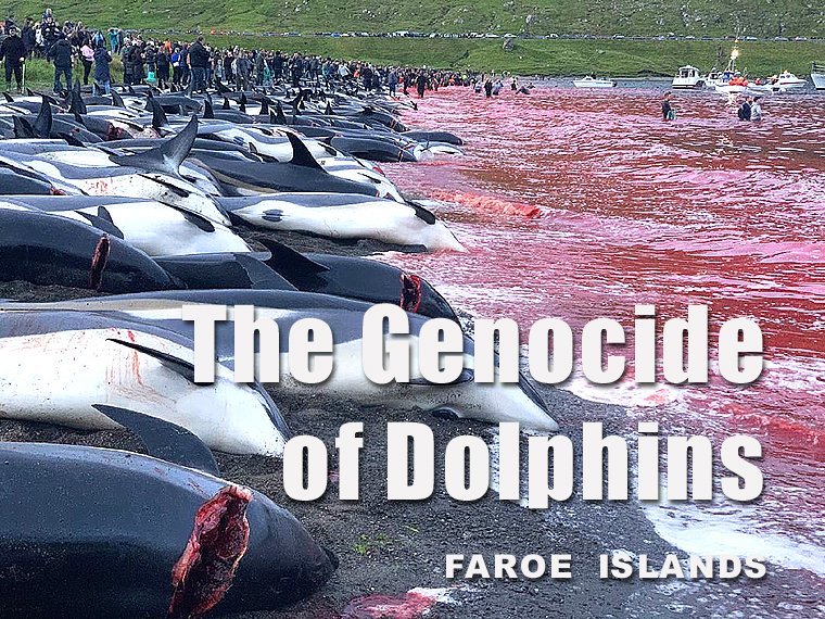 Cetacean Team tweet media