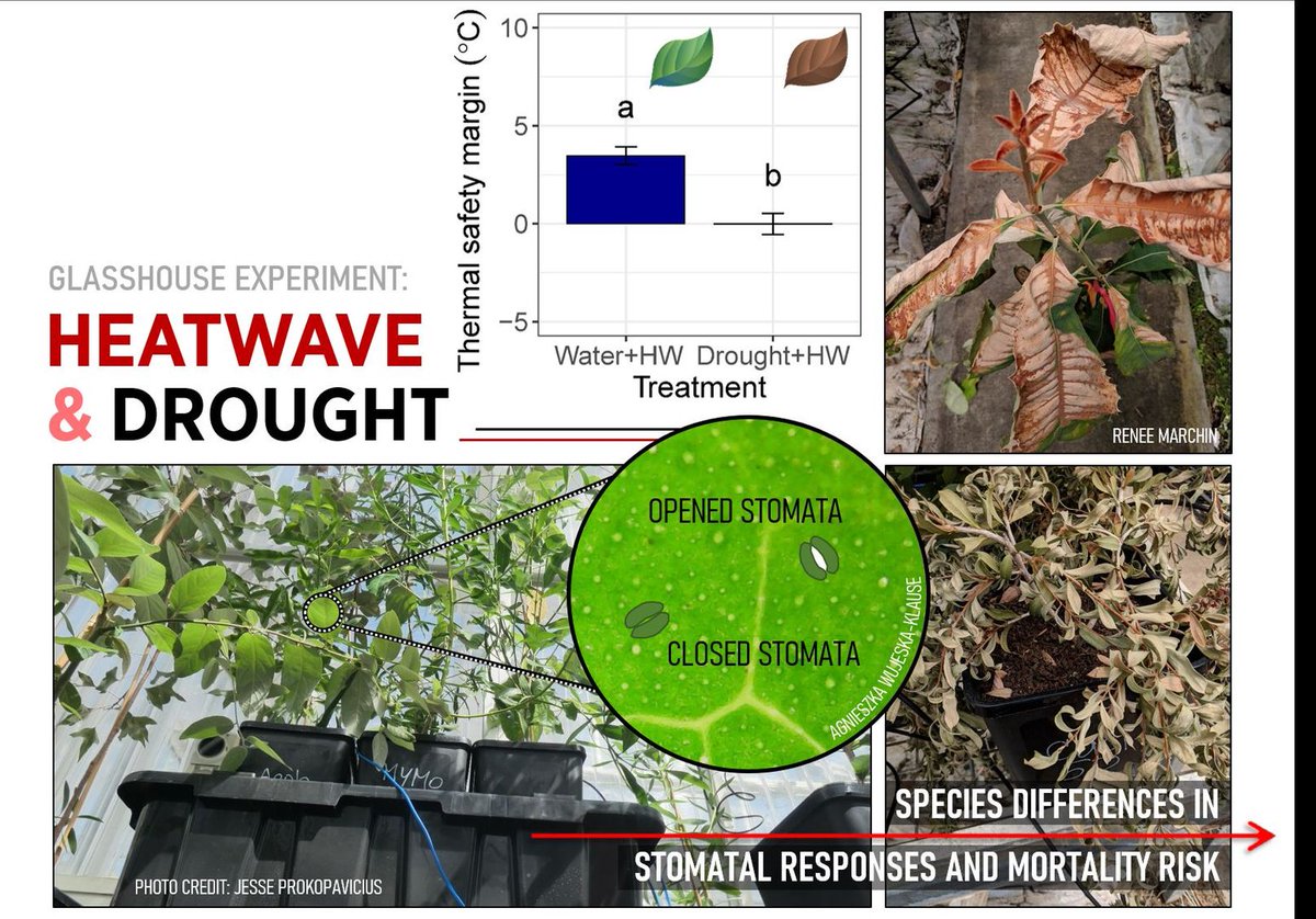 GlobalChangeBio's tweet photo. || NEW RESEARCH ||
Extreme heat increases stomatal conductance and drought‐induced mortality risk in vulnerable plant species

📄 https://t.co/lKzuKB4VRr @ReneeProko https://t.co/6tYoKlCYcf