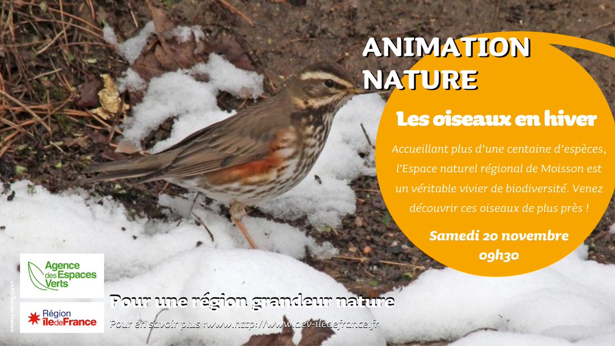 La période hivernale est propice aux observations d’#oiseaux sur la Réserve naturelle régionale de la Boucle de Moisson. Accueillant plus d’une centaine d’espèces, cet espace est un véritable vivier de #biodiversité, à découvrir de plus près ! 🐦 👇
aev-iledefrance.fr/sortie/les-ois…