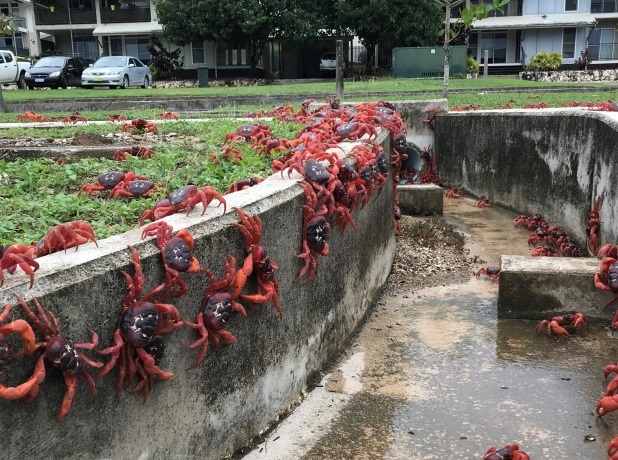 AlertaMundial19's tweet photo. Plaga de cangrejos en #Australia: 50 millones de cangrejos caníbales reunidos en una isla australiana, vea la 'mayor migración' de la Tierra.. https://t.co/QU9fSJ9HzY