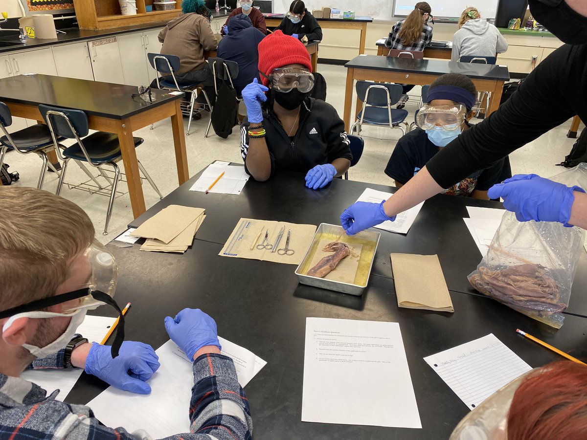drasmussen43's tweet photo. And now Ms. Lane will deliver the squid….fun times in Marine Biology today as students investigate the structure and function of the Squid 🦑 #SquidDissection #BurkeSciences @OPS_Sciences https://t.co/oFrS7uLkAG