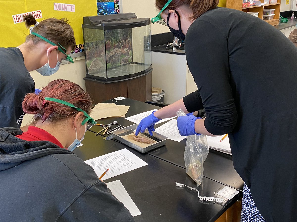 drasmussen43's tweet photo. And now Ms. Lane will deliver the squid….fun times in Marine Biology today as students investigate the structure and function of the Squid 🦑 #SquidDissection #BurkeSciences @OPS_Sciences https://t.co/oFrS7uLkAG
