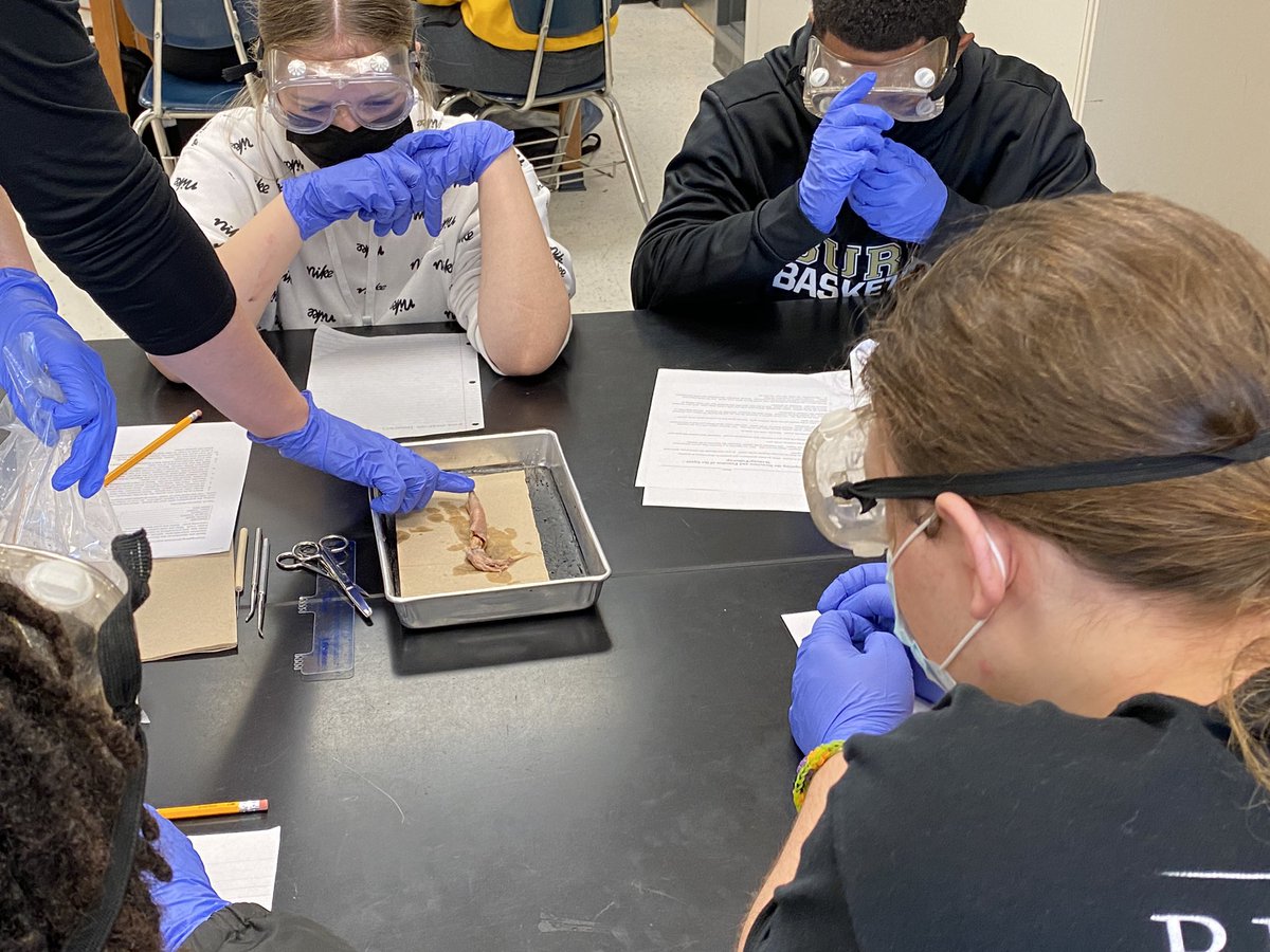 drasmussen43's tweet photo. And now Ms. Lane will deliver the squid….fun times in Marine Biology today as students investigate the structure and function of the Squid 🦑 #SquidDissection #BurkeSciences @OPS_Sciences https://t.co/oFrS7uLkAG