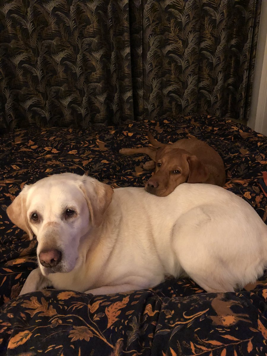 Beine_Face's tweet photo. Me and Bebe sista nip nip doing a cute. I just duns a wee on hoomans bed. Fresh covers too! 😂 https://t.co/gPOVfIbOci