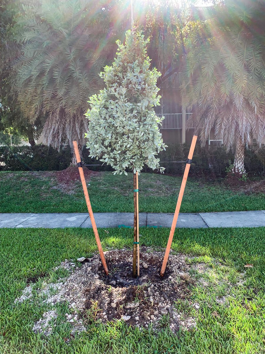 townofcutlerbay's tweet photo. We L💚VE trees! We're on a continuous mission to increase our Town's tree canopy and with the assistance of a $20,475 grant we received from @MillionTreesMIA, we recently planted 62 Florida-friendly trees in our community.
👉Learn more: https://t.co/IsMXs4W2iU #Tree05 #CutlerBay https://t.co/evlU30fYd1