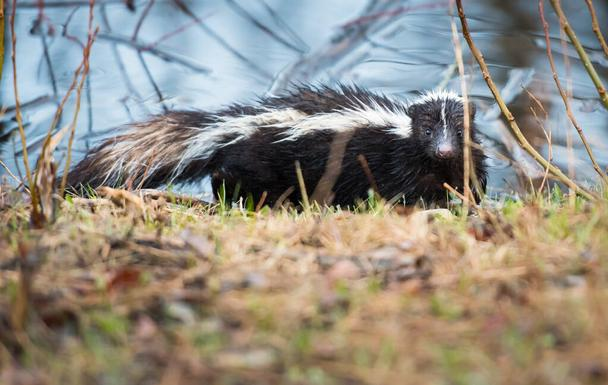 skunkeveryhour's tweet image. 