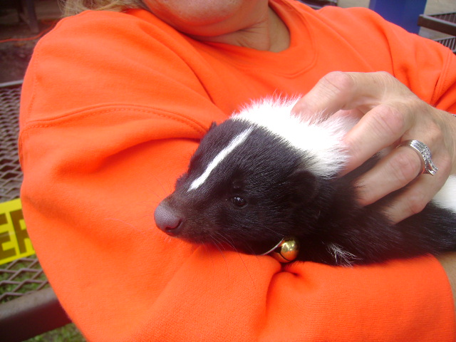 skunkeveryhour's tweet image. 