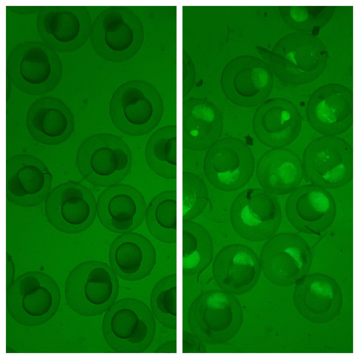 enwudz's tweet photo. It’s transplantation day in #icdevbio!
Will any embryos survive after transplantation, and become chimeric embryos? We usually get one or two per year. Pretty good for newbies!
@IthacaCollege https://t.co/Ga6RwbReKY