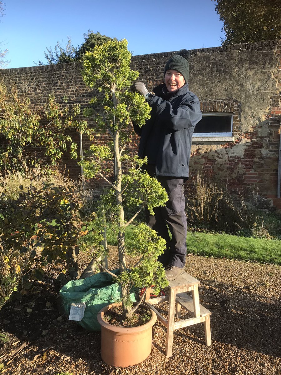 Wee bit of cloud pruning @Chiswick_House . Two trees will lite your way to our shop selling amazing Christmas treats. #welovechiswickhouse #gerthegardener